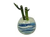 花市場直送便 ミリオンバンブー(カラーサンド植え) バブルボール8cm ブルー