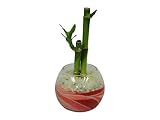 花市場直送便 ミリオンバンブー(カラーサンド植え) バブルボール8cm ピンク/赤