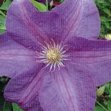 【耐寒性】【多年草】　クレマチス　ラバリンネ　【イングリッシュガーデン】