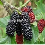 20 Seeds / Pack, Black Mulberry Seeds Morus Nigra Tree Garden Bush Seed DIY home garden