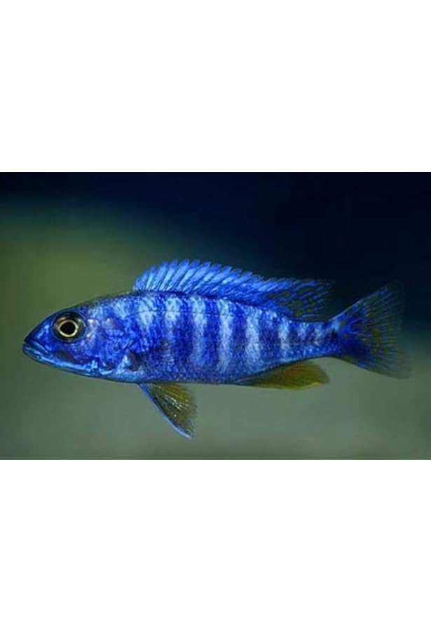 熱帯魚(アフリカンシクリッド)約15匹