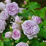 バラ苗 ルシエルブルー 国産大苗オリジナル角鉢6号 四季咲き大輪 紫系　ロサ オリエンティス