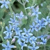 【多年草】　オキシペタラム　2株セット　　【コンテナガーデン】【ハンギング】