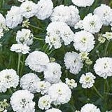 【耐寒性】【宿根草】　アキレア　ノブレッサ　2株セット　【イングリッシュガーデン】