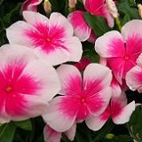 ニチニチソウ　（ビンカ）　ニルバーナカスケード　ピンクスプラッシュ　2株セット　　　【コンテナガーデン】【花壇】