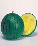 【黄色小玉スイカ種子】ニューこだま　200粒（タキイ種苗）