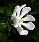 Gardenia cornuta - Natal gardenia - Horned gardenia - 10 seeds