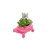 ロイド& Hannah 3.5 " Turtleフェイク多肉植物プランター