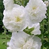 【耐寒性】【宿根草】　八重咲フヨウ　アルセア　チャターズホワイト　（ホリホック）　2株セット　【イングリッシュガーデン】