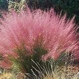 【多年草】　ムーレンベルギア　カピラリス　2株セット　【イングリッシュガーデン】