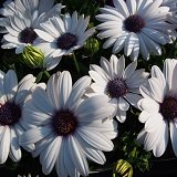 オステオスペルマム　アキラ　ホワイト系　2株セット　【花壇】【コンテナガーデン】