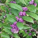 【落葉低木】【耐寒性】　 ムラサキシキブ（紫式部）　2株セット　 【庭木】