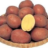 秋馬鈴薯　種イモ　アンデス赤　1kg