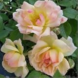 バラ苗 フィリスバイド 国産大苗6号スリット鉢 つるバラ(CL) 返り咲き 複色系