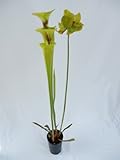 食虫植物　Sarracenia flava cv maxima Adrian Slack(サラセニア フラバ　マキシマ　アドライン　スラック)1m tall green