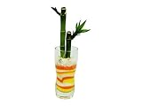 花市場直送便 ミリオンバンブー(カラーサンド植え) プチベースD 黄色/オレンジ