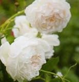 バラ苗 シャンタルトーマス　国産大苗オリジナル角鉢7号 四季咲き ピンク系 ギヨーローズ（フレンチローズ）