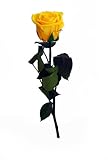 ショートステムローズ ゴールデンイエロー 165-51021-17
