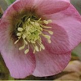 【耐寒性】【宿根草】　クリスマスローズ　シングル　ピンク系　　【イングリッシュガーデン】