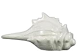 Urban Trends Collection 39718 4 Piece Ceramic Distressed Gloss White Conch Figurine, 10.25 x 4.00 x 