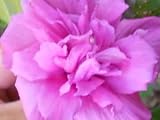 50 DARK PINK DOUBLE ROSE OF SHARON HIBISCUS Syriacus Flower Tree Bush Shrub Seeds Mix *Comb S/H by S
