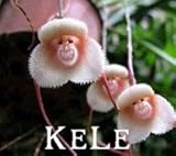 New Fresh Seeds 100 orchid seeds,Beautiful Monkey face orchids seeds, Multiple varieties Bonsai seed