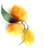 マプラン Maprang Bouea macrophylla 5 Seeds タイ庭園 Thai Garden