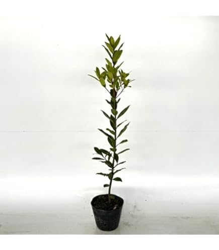 月桂樹さん専用 getuke-zyu1.jpg