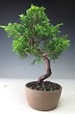 盆栽 糸魚川真柏【現品】