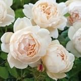 バラ苗 ウォラトンオールドホール 大苗ＥＲ6Ｌ専用角鉢入 白系　イングリッシュローズ