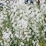 【花壇】　オンファロデス　リトルスノーホワイト　2株セット　【イングリッシュガーデン】