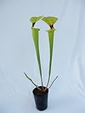 食虫植物　Sarracenia flava var.rugelii (サラセニア フラバ　ルゲリー)選別個体