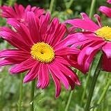 【耐寒性】【多年草】　クリサンセマム　ロビンソン　レッド　 2株セット　【イングリッシュガーデン】