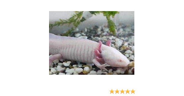 ウーパールーパー アルビノ オス繁殖サイズ ブリーダー倶楽部 観賞魚 水中生物 通販 Amazon