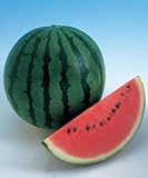 【大玉スイカ種子】夏武輝　200粒（タキイ種苗）