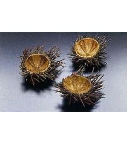Amazon.co.jp: うにカラ（うにの殻）【50個入】 : 食品・飲料・お酒