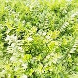 【常緑低木】　ロニセラ　レモンビューティー　2株セット　【カラーリーフ】【グランドカバー】