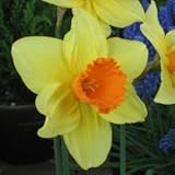 スイセン　フォルティシモ　３球入