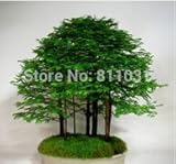 10個の夜明けレッドウッド盆栽グローブ - メタセコイア - 環境をクリーンアップ非常に美しい葉