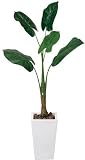 光触媒観葉植物　くわず芋1.4 133A350