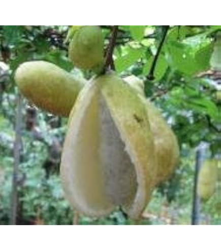 Amazon | あけび苗木 五つ葉アケビの苗木 13.5cmポット苗 1年生 | 果物