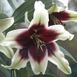 大輪で見事な花姿！ ユリ‘クシ マヤ’ 球根 開花見込球 １球