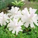 【多年草】 サポナリア　八重咲き　ソープワートホワイト　2株セット　【花壇】【イングリッシュガーデン】