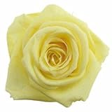 florever　フロールエバー　フレッシュルックメディアナローズ　ソフトイエロー　8輪　Φ4～5cm　 プリザーブドフラワー　Mediana Rose　Soft Yellow