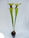 食虫植物　Sarracenia flava var.rugelii dark throat (サラセニア フラバ　ルゲリー ダークスロート)