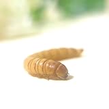 生き餌 ミルワーム 20ｇ 2～3ｃｍ 小動物用 活餌 (1, 20g)