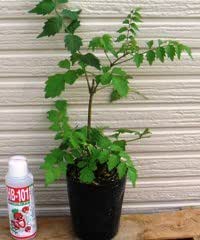 Amazon ノウゼンカズラ ポット苗 花