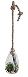 HAK15009　hangingglass S　エアプランツ