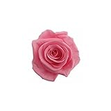florever　フロールエバー　フレッシュルックメディアナローズ　シュガーピンク　8輪　Φ4～5cm　 プリザーブドフラワー　Mediana Rose　Sugar Pink