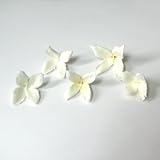 ブナの実　白　5個入り 【実】【ドライ】【木の実】